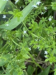 Galium asprellum