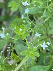 Galium asprellum