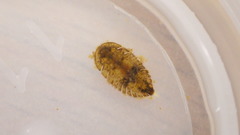 Ectopria nervosa