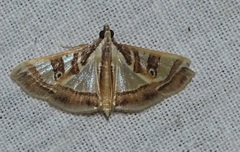 Glyphodes pyloalis