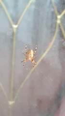 Araneus diadematus