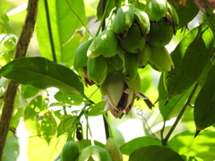 Passiflora ambigua