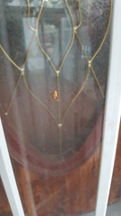 Araneus diadematus