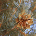 Single-Needle Pinyon - Photo (c) Dcrjsr, some rights reserved (CC BY)