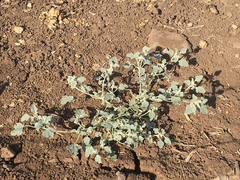 Chrozophora tinctoria