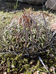 Echinofossulocactus pentacanthus