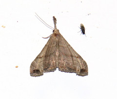 Palthis asopialis