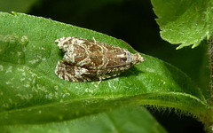 Olethreutes permundana
