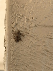 Epitragodes tomentosus