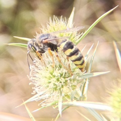 Bembix sinuata