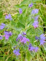 Echium vulgare