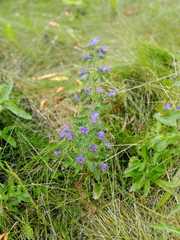 Echium vulgare