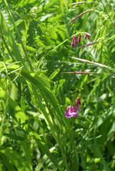 Vicia megalotropis