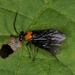 Atomacera decepta