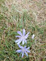 Cichorium intybus
