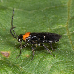 Atomacera decepta