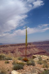 Agave utahensis kaibabensis
