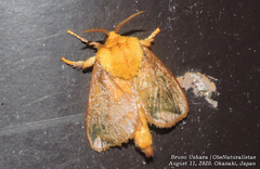 Narosoideus flavidorsalis