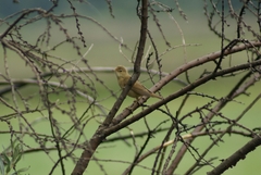 Acrocephalus scirpaceus