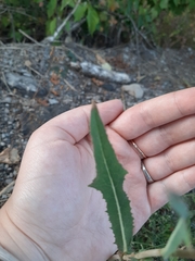 Lactuca serriola