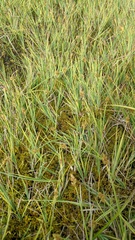 Carex praeceptorum