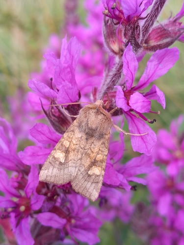 Amphipoea oculea