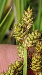 Carex praeceptorum