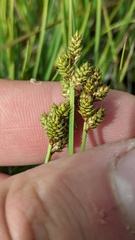 Carex praeceptorum