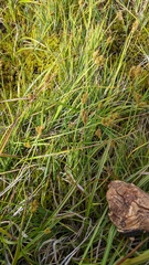 Carex praeceptorum
