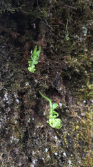 Polypodium glycyrrhiza