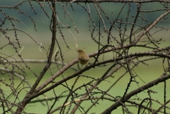 Acrocephalus scirpaceus