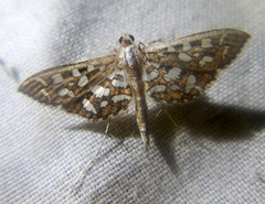 Nausinoe geometralis