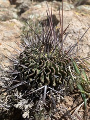Echinofossulocactus pentacanthus