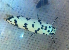 Ethmia hemadelpha