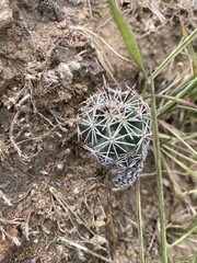 Coryphantha clavata clavata