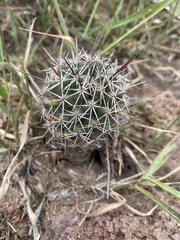 Coryphantha clavata clavata