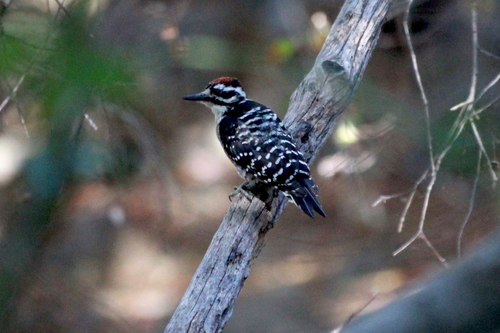 iNaturalist observation photo of Nuttall's Woodpecker