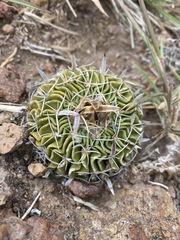 Echinofossulocactus phyllacanthus