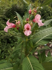 Impatiens glandulifera