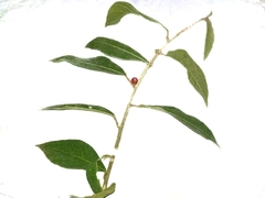 Ficus montana