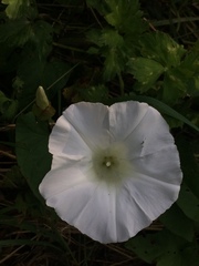 Calystegia silvatica
