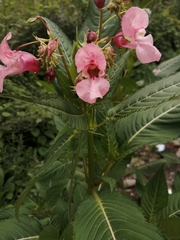Impatiens glandulifera