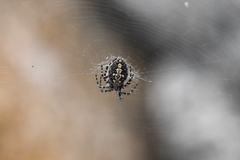 Aculepeira carbonarioides