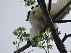 Pseudastur albicollis