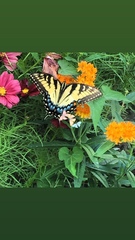 Papilio glaucus