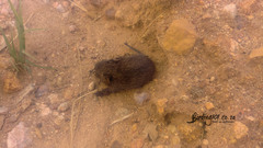 Aethomys chrysophilus