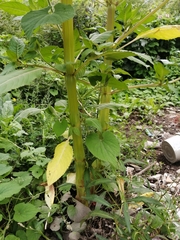 Impatiens glandulifera
