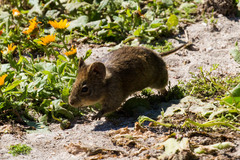 Otomyini