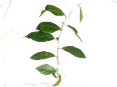 Ficus montana