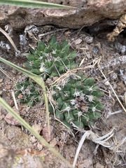 Mammillaria gigantea